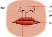 Quiz SC5 - Connatre le nez