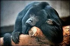 Diriez-vous que le "nez", à caractère externe, de l'être humain est un "rhinarium" ?