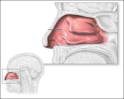 Avec quelles cavités les narines communiquent-elles ?
