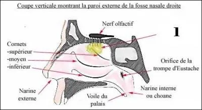 Où se trouvent les terminaisons nerveuses du nerf olfactif ?