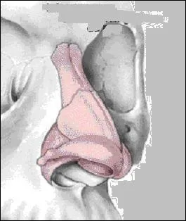 Anatomiquement, le nez a une forme triangulaire bien que cette dernière soit variable à l'infini. Quelle est la structure qui le soutient au milieu du visage ?