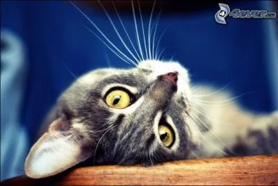 Quel nom donne-t-on à ces sympathiques bouquets de poils qui ornent les narines ?