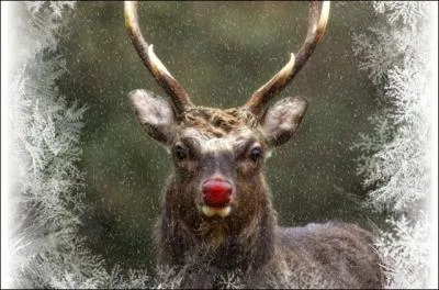 Si vous avez le nez enluminé, c'est sûr, vous avez pris froid, vous êtes enrhumé. Quelle expression familière lui convient alors ?