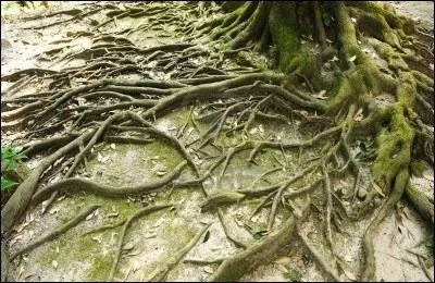 Revenons sur terre. Qu'appelle-t-on la racine d'un mot ?