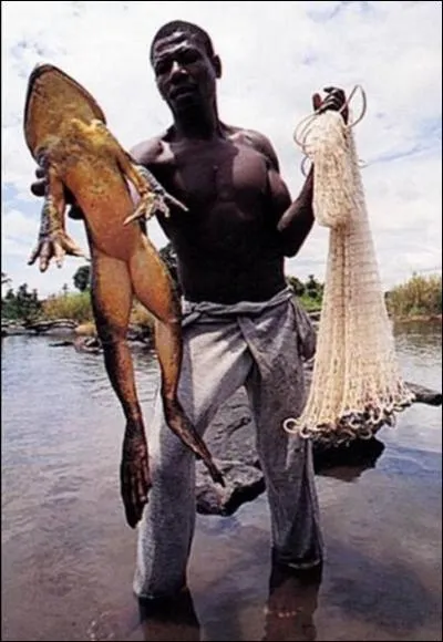 Je veux bien qu'une grenouille puisse devenir grosse, mais l, c'est vraiment exagr !