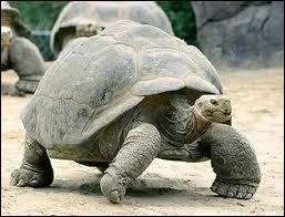Combien de temps peuvent vivre le tortues gantes ?