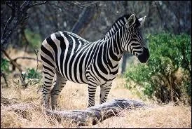 Quel est cet animal ?