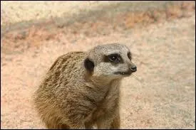 Quel est cet animal ?