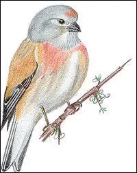 (un oiseau qui n'a pas de tte) G ...