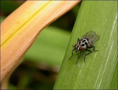 Les larves se trouvent sur les fleurs, mais elles raffolent également de charognes. Une fois éclose, celle-ci nous paraît "jolie mouche", et présente des dessins noirs sur fond gris pâle.