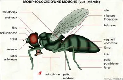 L'anatomie de la mouche est assez complexe. La question est cependant facile. Que représentent les organes désignés par la lettre A ?