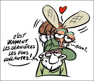 Dès qu'il y a un banquet, elles "rappliquent". Où se situent les récepteurs de l'odorat et du goût chez la mouche ?