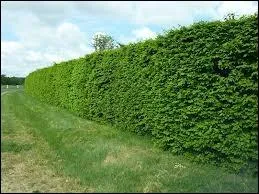 Le mot commence par : Pic ...