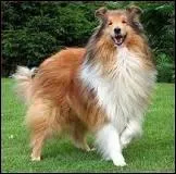 Le mot commence par : Pic ...