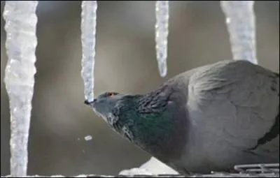 Une chanson comment dire, un peu licencieuse : Allez viens boire un p'tit coup ...