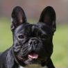 Quiz Races de chiens