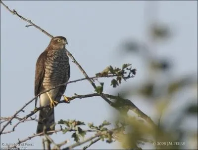 Quel est cet oiseau de proie rapace diurne ?