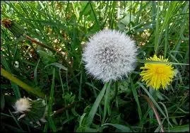 Quand est-il prfrable de consommer les fleurs du pissenlit pour que leur action dpurative et diurtique soit la plus efficace possible ?