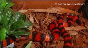 Quel est ce serpent?