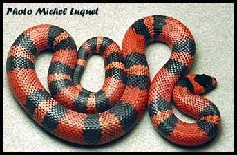 Quel est ce serpent?