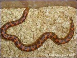 Quel est ce serpent?