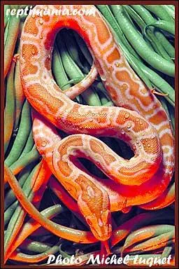 Quel est ce serpent?