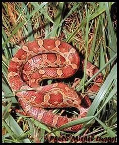 Quel est ce serpent?