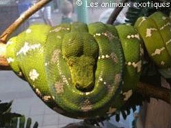 Quiz Serpents