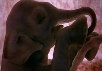 Retrouvez le temps de gestation moyen d'une lphante :