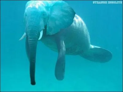 Comment surnomme-t-on ce pachyderme aquatique ?