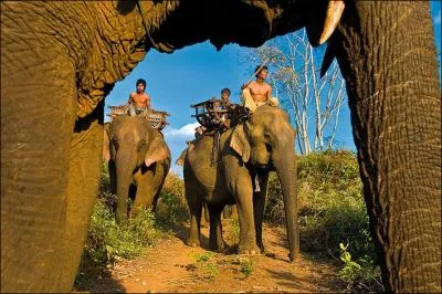 Sous quelle appellation le mahout est-il mieux connu ?