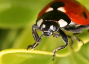 Quiz Des insectes  traduire en anglais