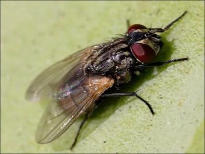 Comment se traduit  une mouche  en anglais ?