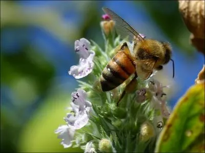 Comment se traduit  une abeille  en anglais ?