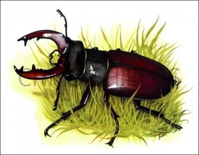 Comment se traduit  un scarabe  en anglais ?