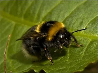 Comment se traduit  un bourdon  en anglais ?