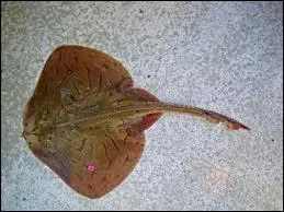 Le mot commence par : A ...