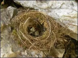 Le mot commence par : A ...