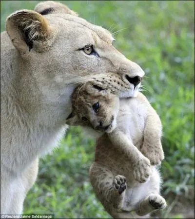 Il n'y a qu'en Afrique que vous pouvez rencontrer une lionne et son lionceau,  l'tat sauvage !