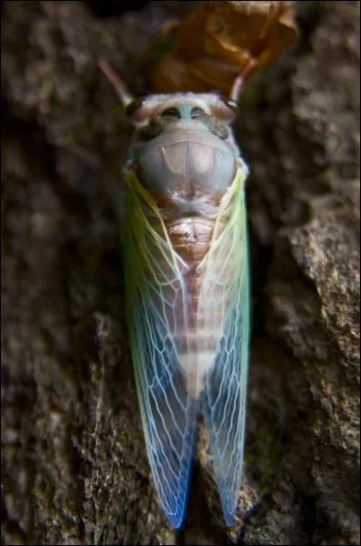 Dans une de ses fables, La Fontaine dit, en parlant de cet insecte : La fourmi, ayant dans tout l't / Se trouva fort dpourvue / Lorsque la bise fut venue !