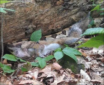 On trouve ce serpent venimeux en Amrique du nord et du sud, c'est le crotale !