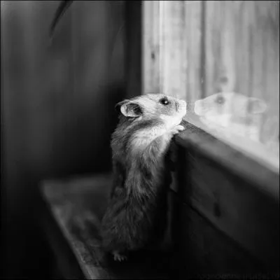 Cliquez sur la photo pour l'agrandir, ce petit rongeur a une queue minuscule, c'est forcment une souris !