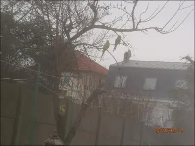 On peut voir des perruches  collier sauvages en France !