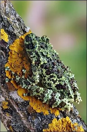 Sur la photo, on peut voir un crapaud franais, qui se confond avec la branche !