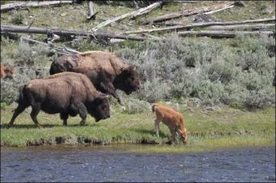 On trouve cet animal en Afrique, c'est le bison !