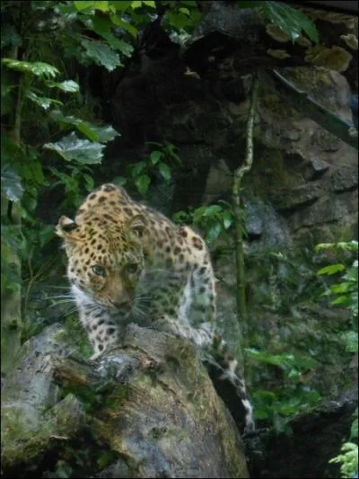 Admirez-le tant que pouvez encore, car il a pratiquement disparu, c'est la panthre de Chine ou lopard de l'Amour !