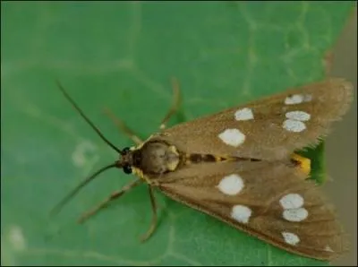 Le papillon pond un &oelig;uf, ce dernier éclot. Une larve sort de l'&oelig;uf : c'est une chenille qui va s'entourer d'un cocon pour devenir -----. Quelles sont les étapes suivantes ?