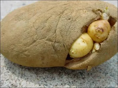 Quelle différence y a-t-il entre les animaux ovipares (1) et les ovovivipares (2) ?