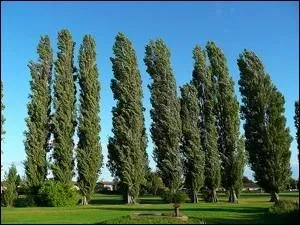 Les espèces d'arbres présentent un port de feuillage qui leur est particulier. Quel est celui de ce peuplier "nigra d'Italie" ?