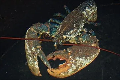 Comment allez-vous accommoder ce crustac ?